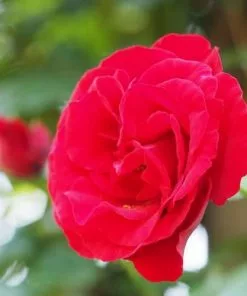 Future Forests Rosa Dublin Bay - Climbing Rose