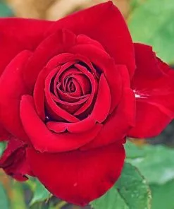 Future Forests Climbers Rosa Ena Harkness - Climbing Rose