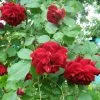 Future Forests Climbers Rosa Ena Harkness - Climbing Rose