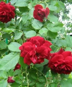 Future Forests Climbers Rosa Ena Harkness - Climbing Rose