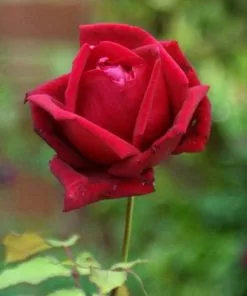 Future Forests Climbers Rosa Ena Harkness - Climbing Rose