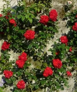 Future Forests Climbers Rosa Ena Harkness - Climbing Rose