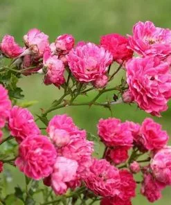 Future Forests Rosa Excelsa - Rambling Rose Climbers