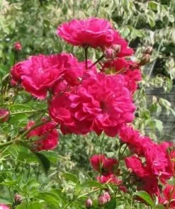 Future Forests Rosa Excelsa - Rambling Rose Climbers