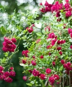 Future Forests Rosa Excelsa - Rambling Rose Climbers