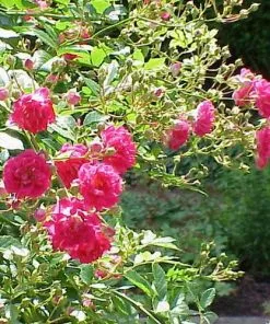 Future Forests Rosa Excelsa - Rambling Rose Climbers