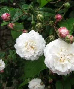 Future Forests Rosa Felicitie Et Perpetue - Rambling Rose Climbers