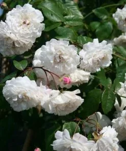 Future Forests Rosa Felicitie Et Perpetue - Rambling Rose Climbers