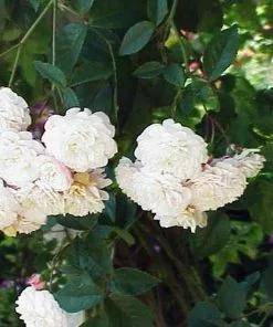 Future Forests Rosa Felicitie Et Perpetue - Rambling Rose Climbers