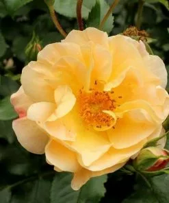 Future Forests Rosa Flower Carpet Amber