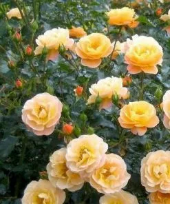 Future Forests Rosa Flower Carpet Amber