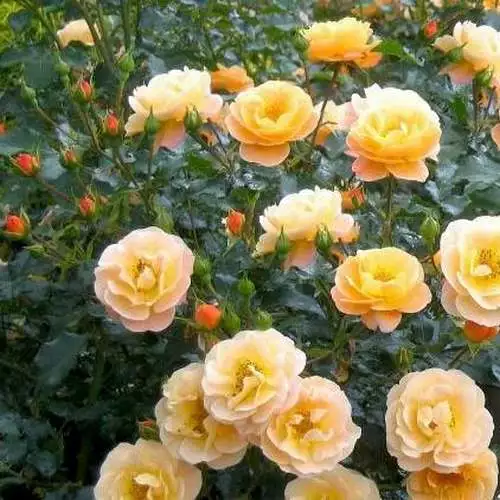 Future Forests Rosa Flower Carpet Amber 4 Future Forests Rosa Flower Carpet Amber