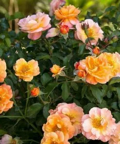 Future Forests Rosa Flower Carpet Amber 11 Future Forests Rosa Flower Carpet Amber