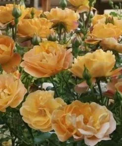 Future Forests Rosa Flower Carpet Amber 12 Future Forests Rosa Flower Carpet Amber