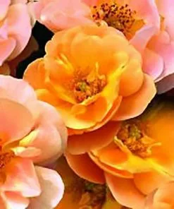 Future Forests Rosa Flower Carpet Amber 10 Future Forests Rosa Flower Carpet Amber