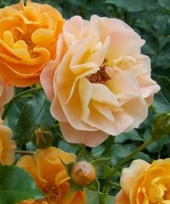 Future Forests Rosa Flower Carpet Amber 13 Future Forests Rosa Flower Carpet Amber