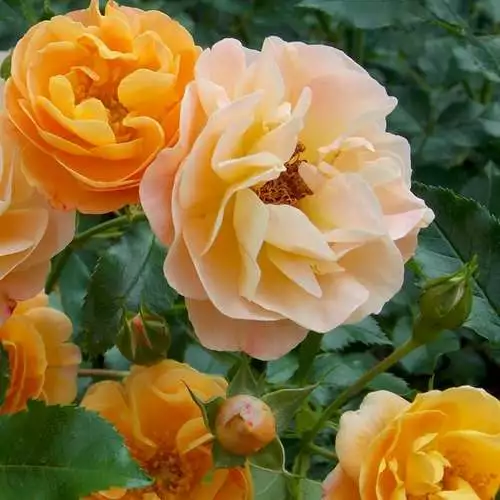 Future Forests Rosa Flower Carpet Amber 8 Future Forests Rosa Flower Carpet Amber