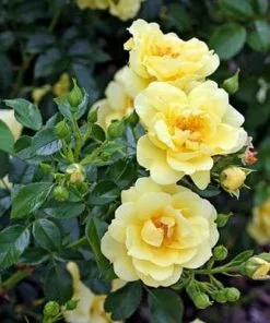 Future Forests Rosa Flower Carpet Gold