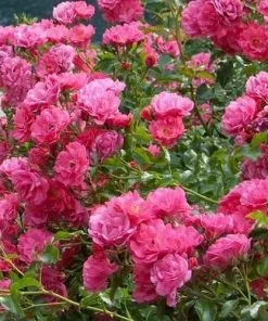 Future Forests Groundcover Rosa Flower Carpet Pink