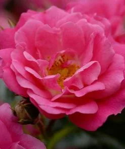 Future Forests Groundcover Rosa Flower Carpet Pink