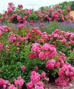 Future Forests Groundcover Rosa Flower Carpet Pink