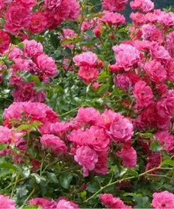 Future Forests Groundcover Rosa Flower Carpet Pink
