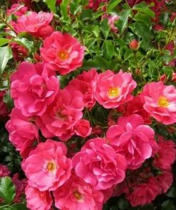 Future Forests Groundcover Rosa Flower Carpet Pink