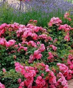 Future Forests Groundcover Rosa Flower Carpet Pink