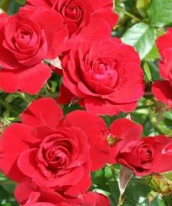 Future Forests Groundcover Rosa Flower Carpet Ruby