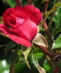 Future Forests Groundcover Rosa Flower Carpet Ruby