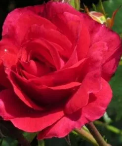 Future Forests Groundcover Rosa Flower Carpet Ruby