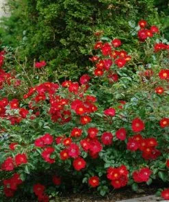 Future Forests Rosa Flower Carpet Scarlet