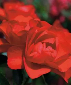 Future Forests Rosa Flower Carpet Scarlet