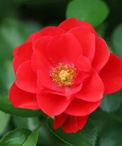 Future Forests Rosa Flower Carpet Scarlet