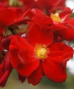 Future Forests Rosa Flower Carpet Scarlet