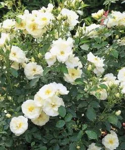 Future Forests Groundcover Rosa Flower Carpet White