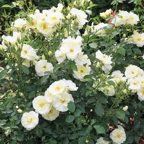 Future Forests Groundcover Rosa Flower Carpet White 4 Future Forests Groundcover Rosa Flower Carpet White