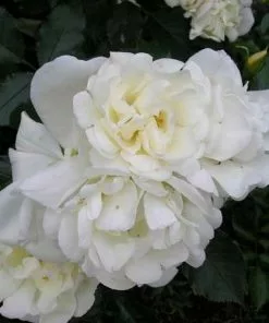 Future Forests Groundcover Rosa Flower Carpet White 12 Future Forests Groundcover Rosa Flower Carpet White