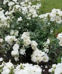 Future Forests Groundcover Rosa Flower Carpet White 11 Future Forests Groundcover Rosa Flower Carpet White