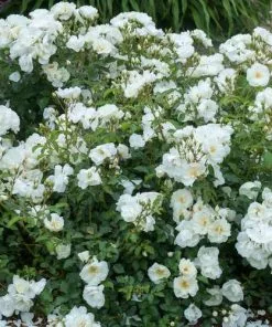 Future Forests Groundcover Rosa Flower Carpet White 14 Future Forests Groundcover Rosa Flower Carpet White