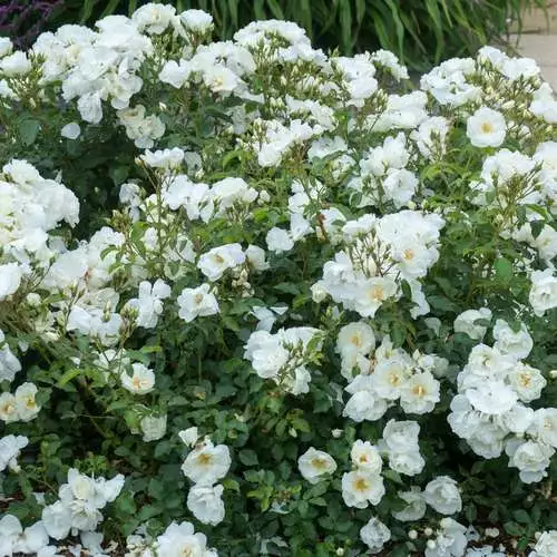 Future Forests Groundcover Rosa Flower Carpet White 8 Future Forests Groundcover Rosa Flower Carpet White