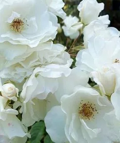 Future Forests Groundcover Rosa Flower Carpet White 13 Future Forests Groundcover Rosa Flower Carpet White