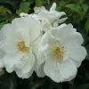 Future Forests Groundcover Rosa Flower Carpet White