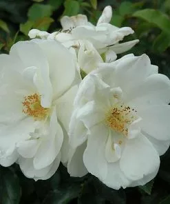 Future Forests Groundcover Rosa Flower Carpet White