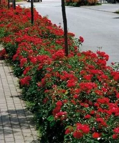 Future Forests Groundcover Rosa Flower Carpet Ruby