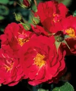 Future Forests Groundcover Rosa Flower Carpet Ruby