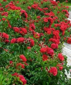 Future Forests Groundcover Rosa Flower Carpet Ruby