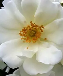 Future Forests Groundcover Rosa Flower Carpet White 15 Future Forests Groundcover Rosa Flower Carpet White