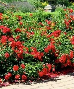 Future Forests Rosa Flower Carpet Scarlet