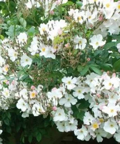 Future Forests Rosa Francis E. Lester - Rambling Rose Roses